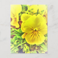 Pretty Yellow Pansies Pansy Flowers Sunny Garden