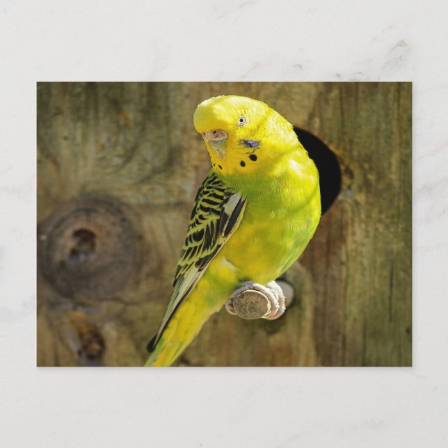Pretty Yellow Parakeet Postcard (Front)