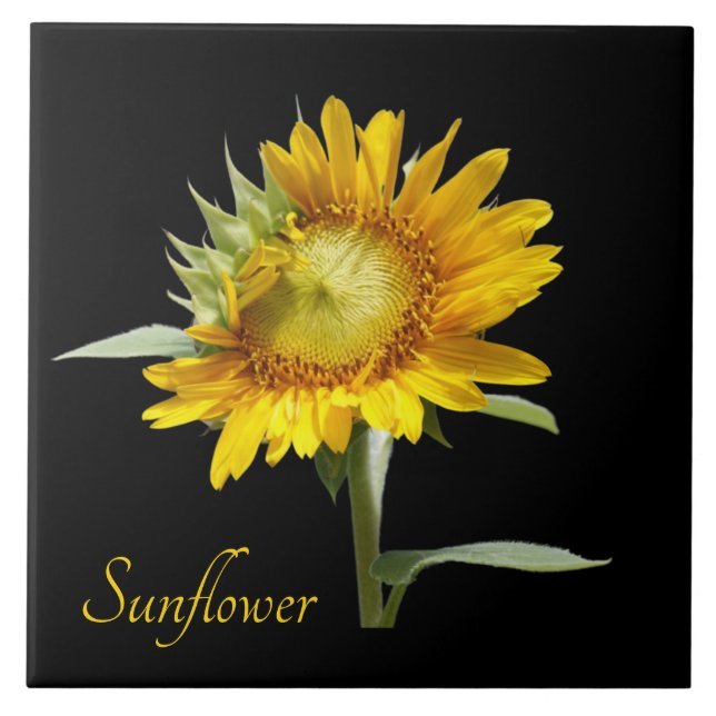 Pretty yellow sunflower on black tile (Front)