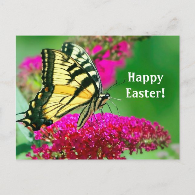 Pretty Yellow Swallowtail Butterfly Floral Easter Postcard (Front)