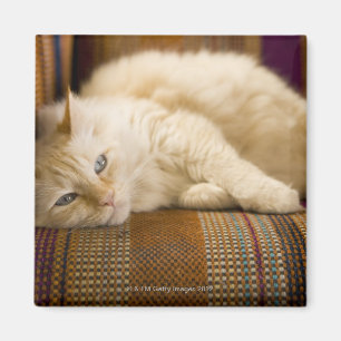 Pretty yellow tabi cat laying on couch. magnet