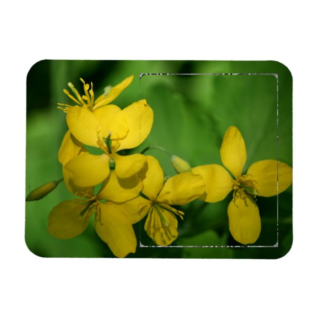 Pretty Yellow Wildflowers Frame Add Your Photo Magnet (Horizontal)