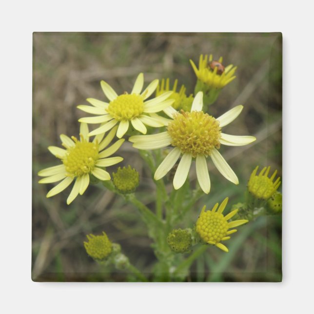 Pretty Yellow Wildflowers Magnet (Front)