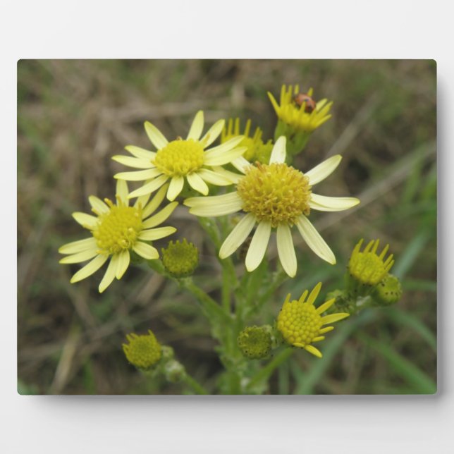 Pretty Yellow Wildflowers Plaque (Front)