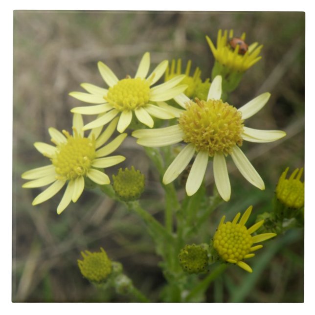 Pretty Yellow Wildflowers Tile (Front)