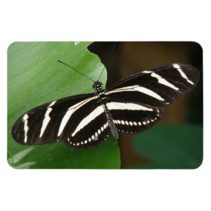 Pretty Zebra Longwing Butterfly Flexi Magnet