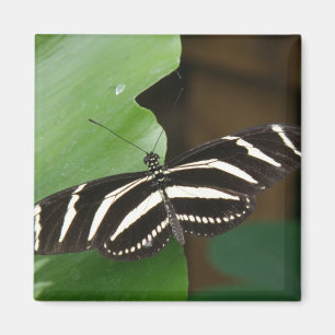 Pretty Zebra Longwing Butterfly Magnet