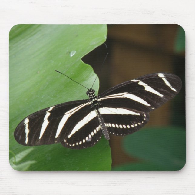 Pretty Zebra Longwing Butterfly Mousepad (Front)