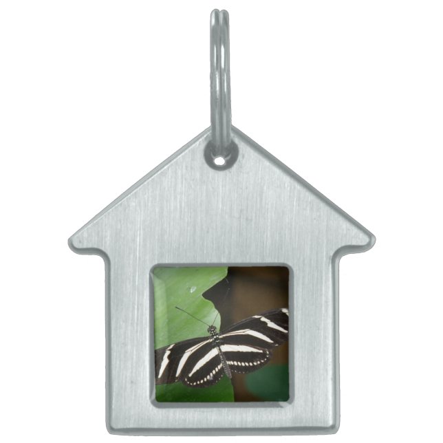 Pretty Zebra Longwing Butterfly Pet Tag (Front)