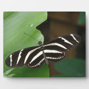 Pretty Zebra Longwing Butterfly Plaque