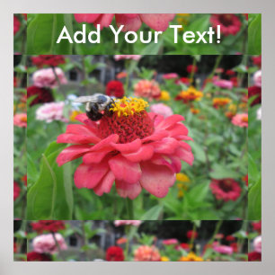 Pretty Zinnia with Bee Poster