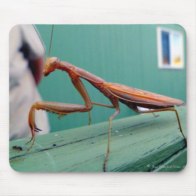 Preying Mantis & ant Mouse Pad (Front)