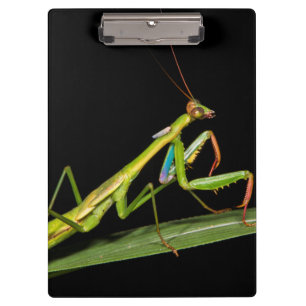 Preying mantis, Odzala, Kokoua National Park Clipboard