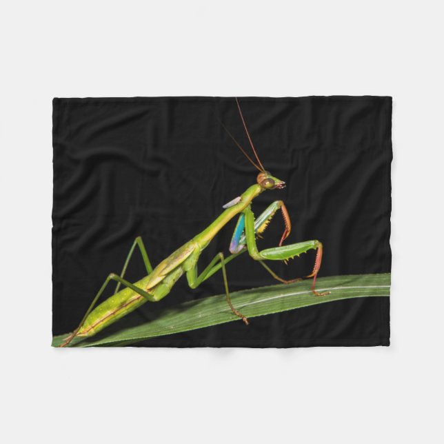 Preying mantis, Odzala, Kokoua National Park Fleece Blanket (Front (Horizontal))