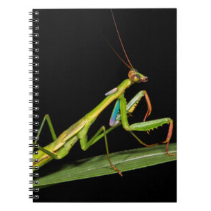 Preying mantis, Odzala, Kokoua National Park Notebook