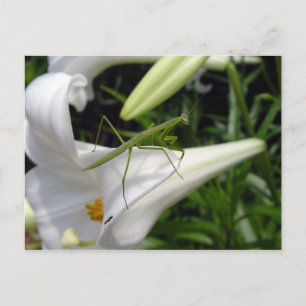 Preying mantis on flower  postcard