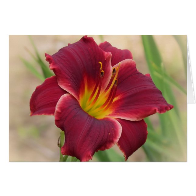 Priceless - Pocket Change Daylily (Front Horizontal)