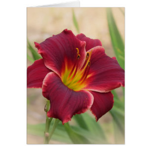 Priceless - Pocket Change Daylily