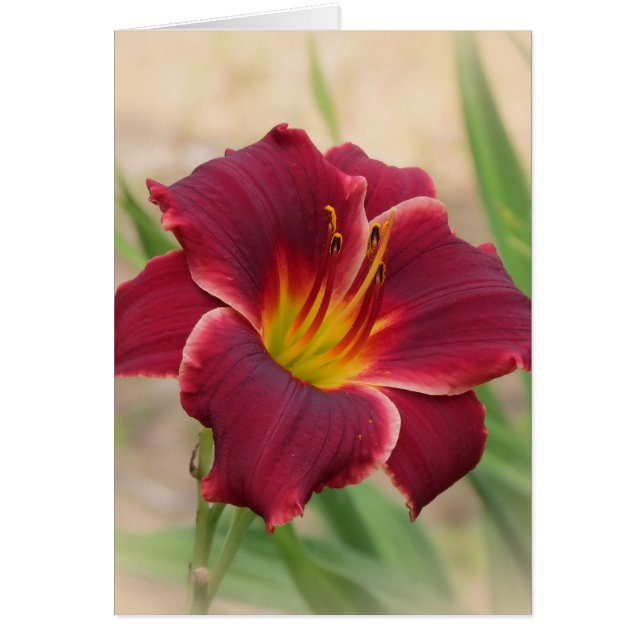 Priceless - Pocket Change Daylily (Front)