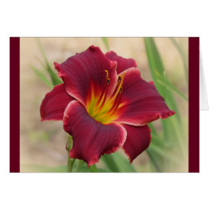 Priceless - With Border - Pocket Change Daylily