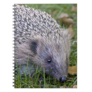Prickles Notebook