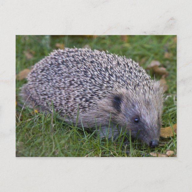 Prickles Postcard (Front)