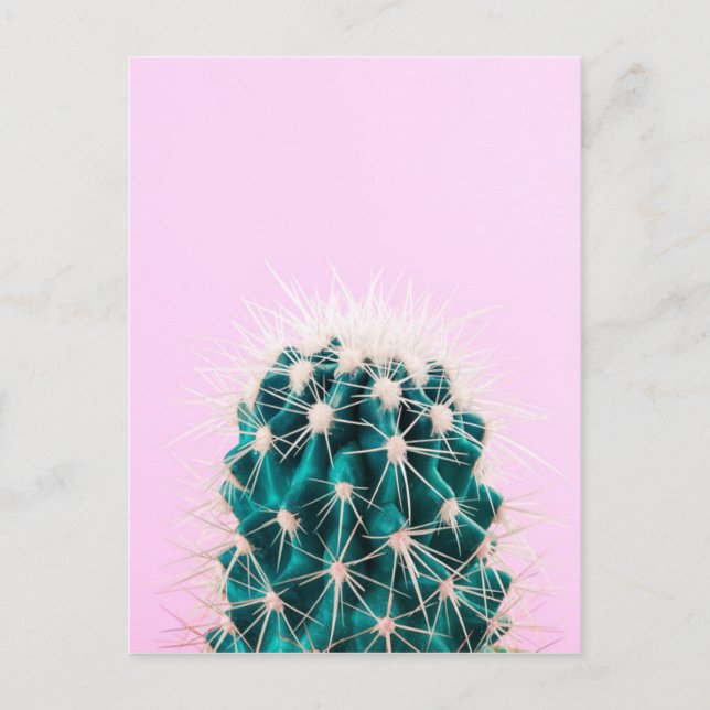 Prickley Cactus on Pink Postcard (Front)