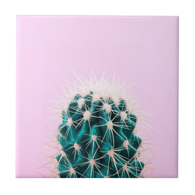 Prickley Cactus on Pink Tile (Front)