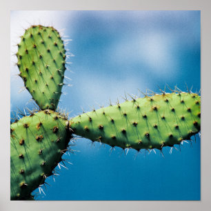 Prickley Cactus Poster