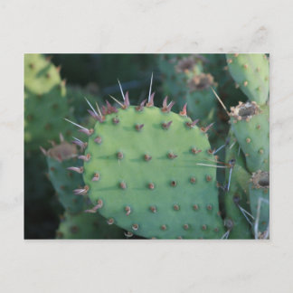 Prickley Pear Pad Postcard