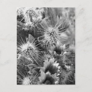 Prickly Cactus Desert Flowers B&W Photo Postcard