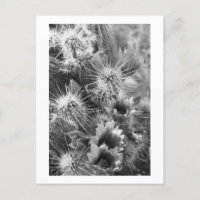 Prickly Cactus Desert Flowers B&W Photo Postcards