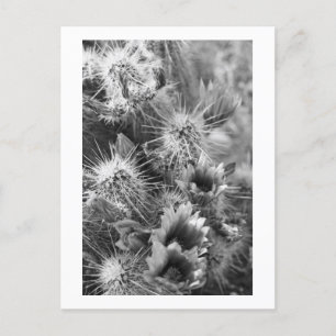 Prickly Cactus Desert Flowers B&W Photo Postcards