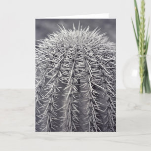 Prickly Cactus Sonoran Desert Photo Greeting Card