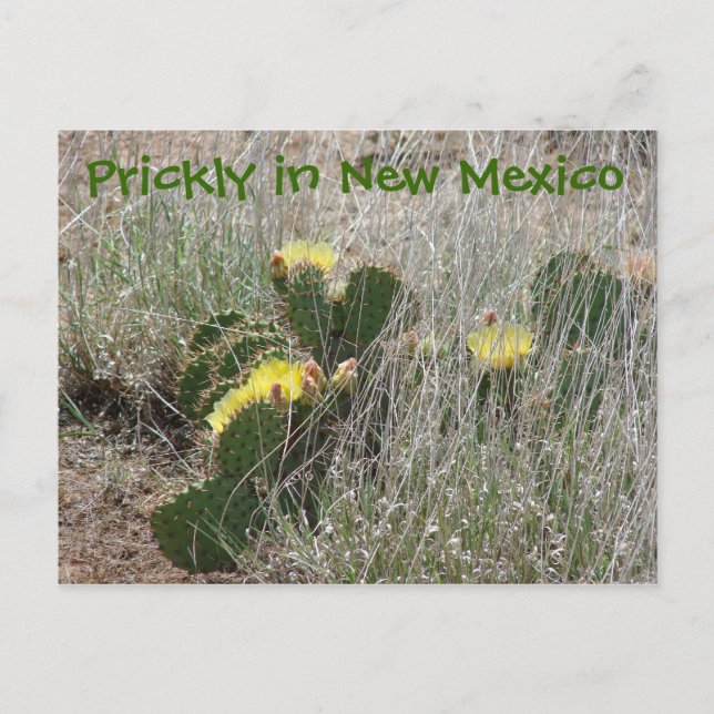 Prickly in New Mexico Postcard (Front)