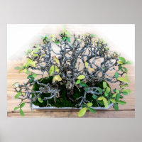 Prickly Japanese Bonsai Tree Photo