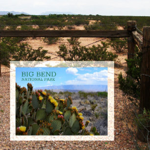 Prickly Pear, Blossom, Sierra del Carmen, Big Bend Postcard