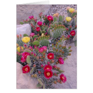Prickly Pear Cacti