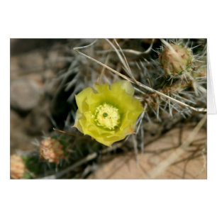 Prickly Pear Cactus Flower
