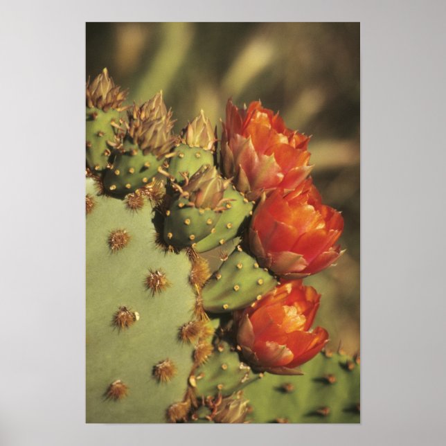 Prickly pear cactus in bloom, Arizona-Sonora 2 Poster (Front)