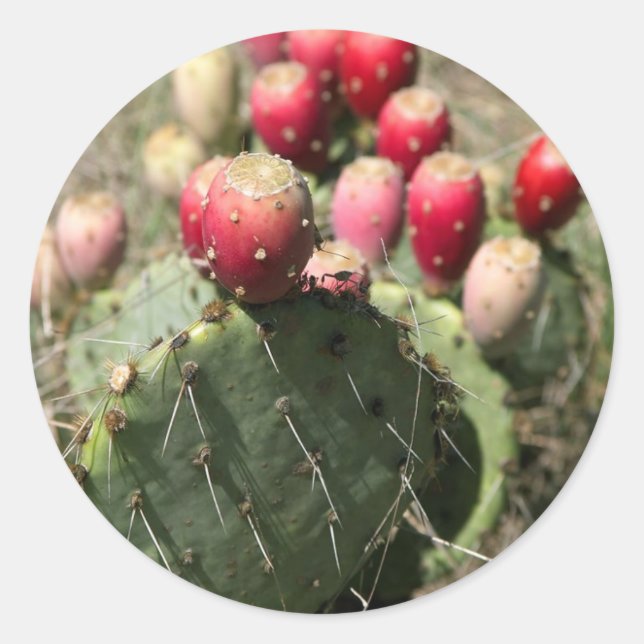 Prickly Pear Cactus In Texas Classic Round Sticker (Front)