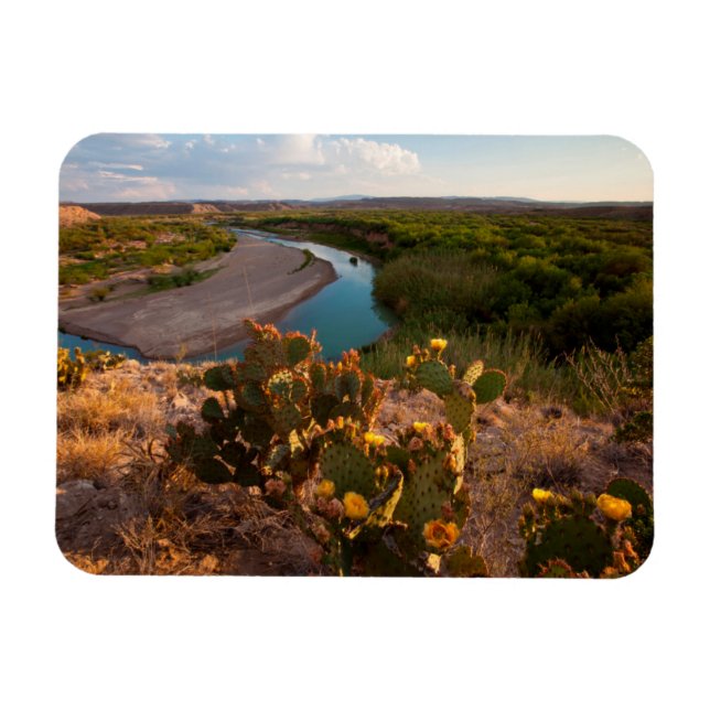 Prickly Pear Cactus (Opuntia Sp.) Magnet (Horizontal)