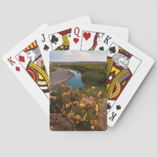 Prickly Pear Cactus (Opuntia Sp.) Playing Cards