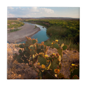 Prickly Pear Cactus (Opuntia Sp.) Tile