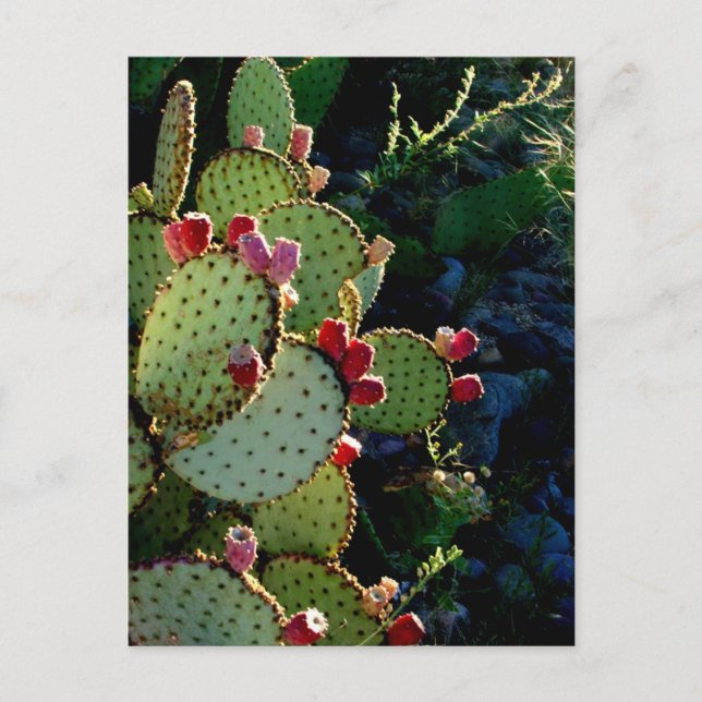 Prickly Pear Cactus Postcard (Front)