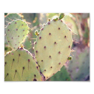 Prickly Pear Closeup   Photo Print
