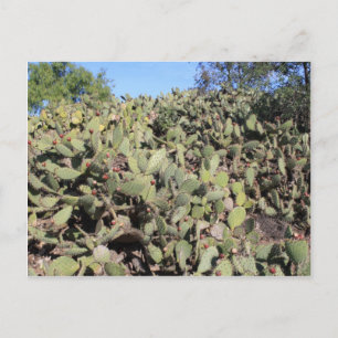 Prickly Pear Gifts Postcard
