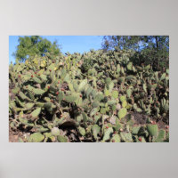 Prickly Pear Gifts
