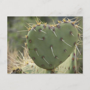 Prickly Pear Heart Postcard