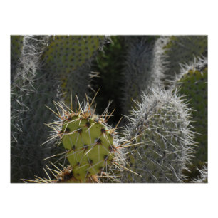 Prickly Pear photograph, close up Poster